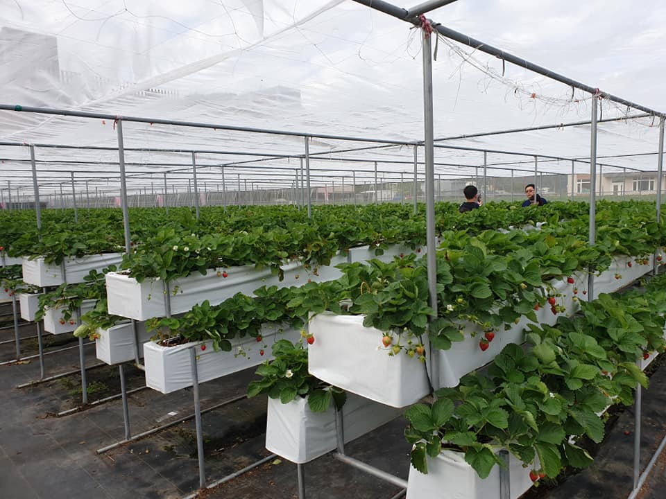 草莓高架栽培設施